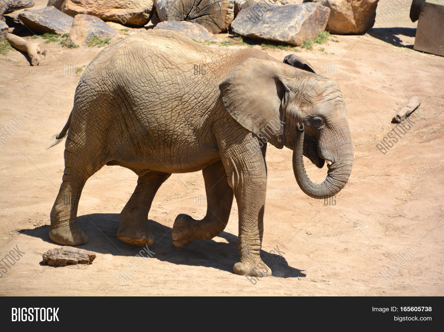 Elephants Large Image & Photo (Free Trial) | Bigstock