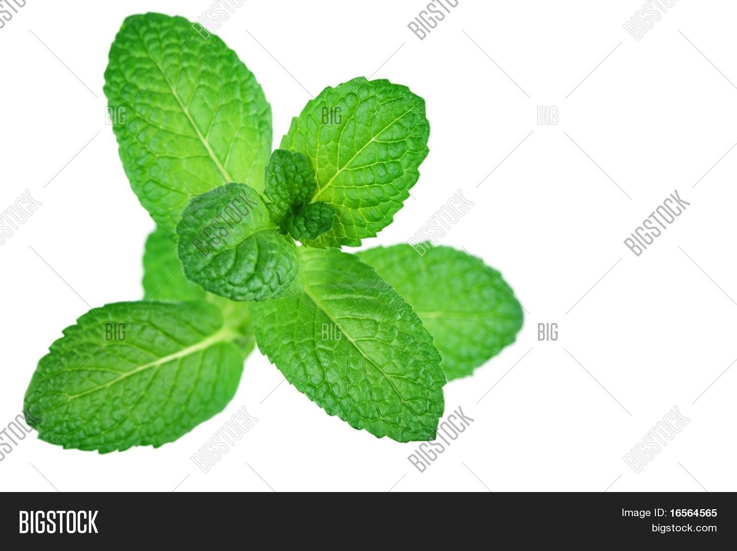 Fresh Mint Leaves Image & Photo (Free Trial) Bigstock