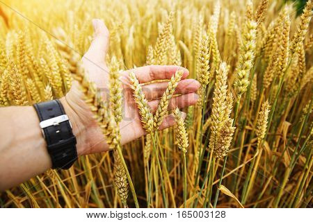 The hands of a farmer close up pour a handful of wheat grains in a wheat field.