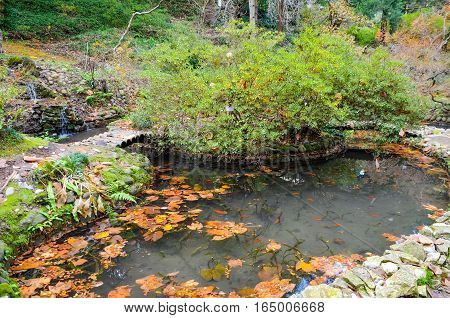 Japanese Courtyard In The Botanical Garden In Autumn. Batumi.