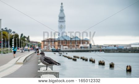 SAN FRANCISCO, CA - September 02, 2014: A seagull by the sea near Pier 14 in San Francisco