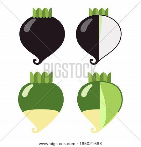 Root vegetables: radish black and green a general view and in section on a white background