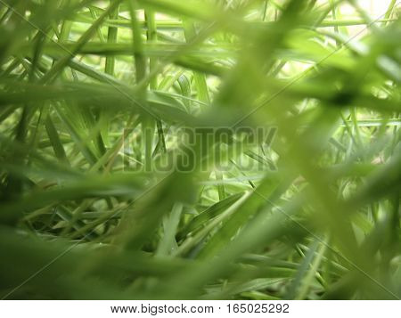 Closeup of grass. Beauty of nature upclose.