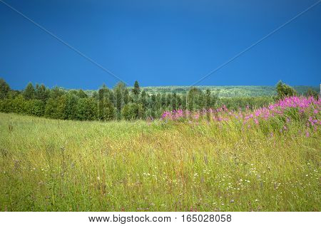 Beautiful green field with wild purple flowers after the rain on a windy day