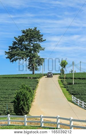 Tea plantation lone tree and car driving on the hill in Chiang rai Thailand