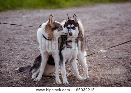 two dogs walking in a summer day