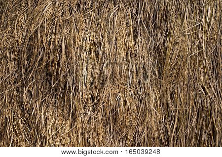 chaff straw background,Texture hay closeup in color. Fodder for livestock and construction material.
