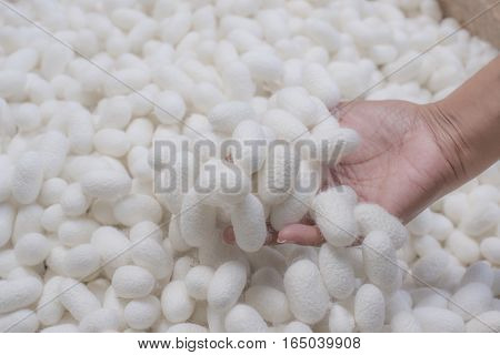 White silkworm cocoons shell in women hand. This is a source of silk thread and silk fabric