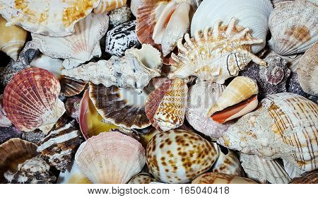 close up of variety of seashells on beach