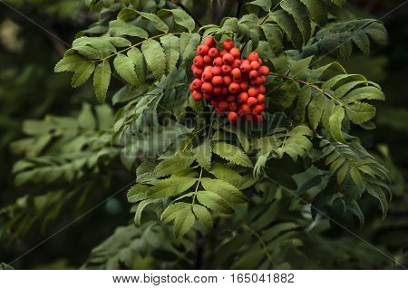 Rowan red grapes on a background tracery of green foliage