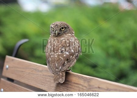 owl is sitting on the bench in the park in summer
