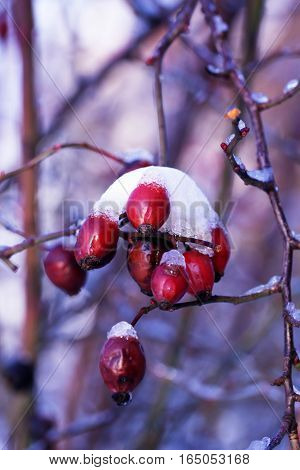 Frosted red rose hips in winter.the red berries of a rose-hip in the winter in snow