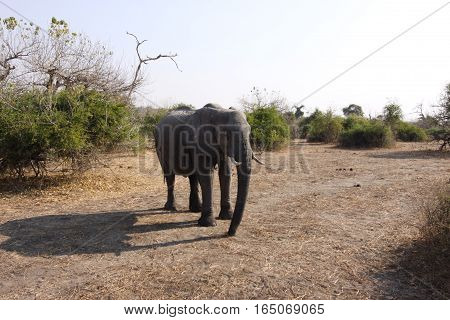 Close up of Large Elephant in African Wilderness