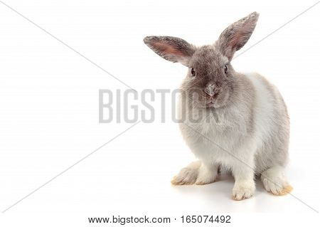 Short Hair Adorable Baby Rabbit On White Background