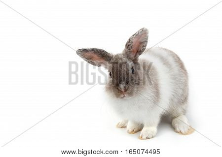 Short Hair Adorable Baby Rabbit On White Background