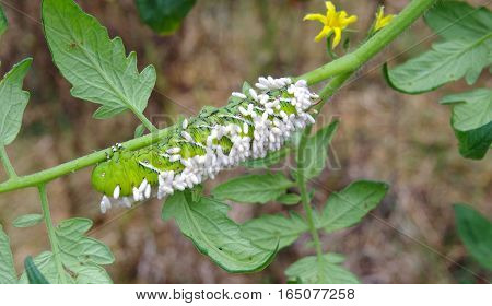Suffering Tobacco/Tomato Horn Worm as host to parasitic braconid wasp eggs on a Tomato Plant in a vegetable garden.