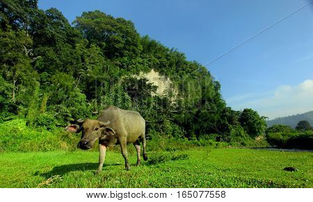 View from West Sumatera at Ngarai Sianok Valley