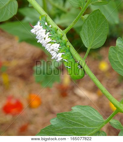 Hanging Tobacco/Tomato Hornworm with parasitic braconid wasp eggs on it's back.