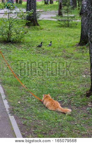 Red Cat Preys On Pigeons In The Summer