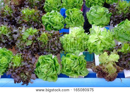 hydroponic salad vegetable  in the big garden