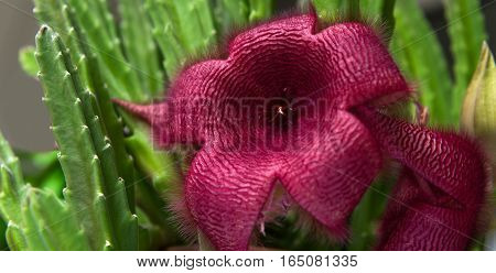 Stapelia nobilis flower. Houseplant in a pot