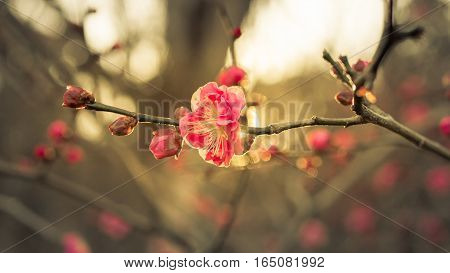 The sakura flower start to blossom in japan park