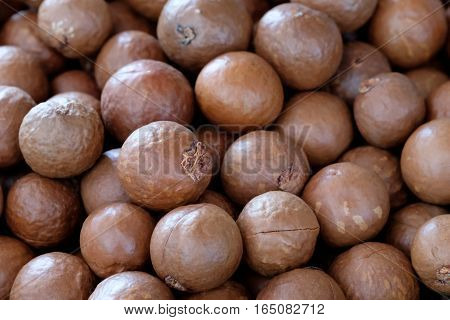 Macadamia nut background  in the big garden