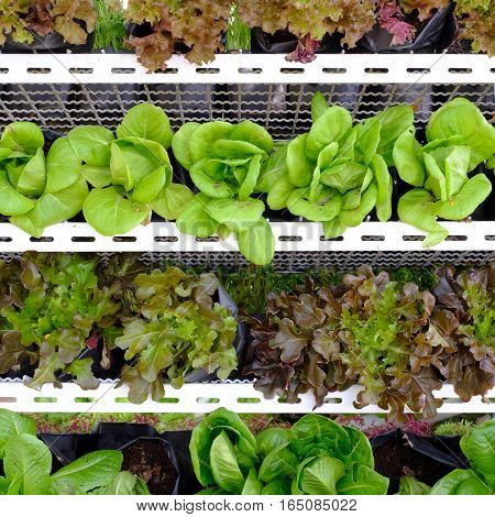 hydroponic salad vegetable in the big garden
