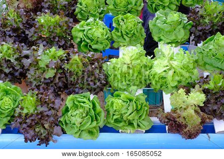 hydroponic salad vegetable in  the  big garden