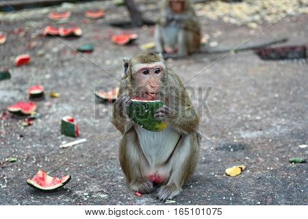 Monkey Enjoy To Be Eating Watermelon.