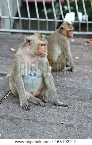 Mother Monkey And Baby Monkey Enjoy To Play .