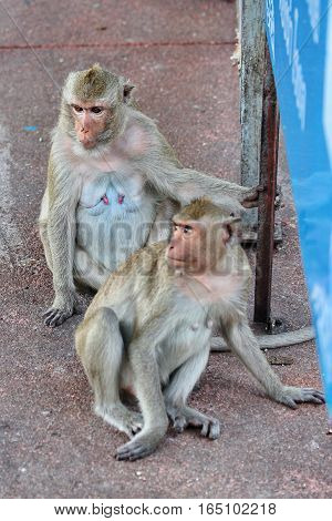 Mother Monkey And Baby Monkey Enjoy To Play .