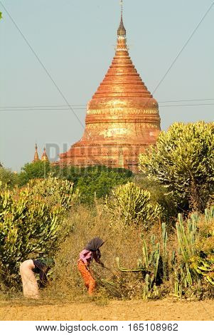 Bagan Myanmar - 24 January 2010: Two woman collecting pices of wood in front of Dhammayazika pagoda at the archaeological site of Bagan on Myanmar