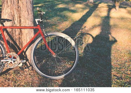 Red bicycle in big tree on prak with sunlight color of vintage tone and seletive focus