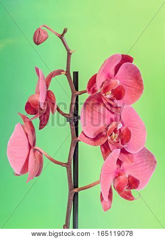 Pink Branch Orchid  Flowers, Orchidaceae, Phalaenopsis Known As The Moth Orchid, Abbreviated Phal. B