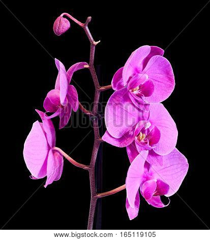 Pink Branch Orchid  Flowers, Orchidaceae, Phalaenopsis Known As The Moth Orchid, Abbreviated Phal. B