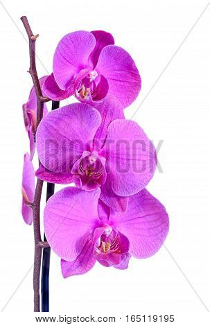 Purple Branch Orchid  Flowers, Orchidaceae, Phalaenopsis Known As The Moth Orchid, Abbreviated Phal.