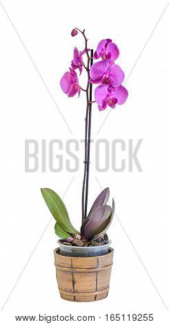 Pink Branch Orchid  Flowers In A Vintage Vase, Orchidaceae, Phalaenopsis Known As The Moth Orchid, A