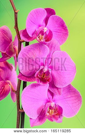 Pink Branch Orchid  Flowers, Orchidaceae, Phalaenopsis Known As The Moth Orchid, Abbreviated Phal. B
