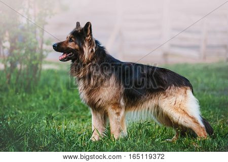 Beautiful German Shepherd dog breed with long hair standing in a rack on blurred background in full growth