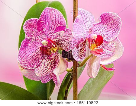 Pink Branch Orchid  Flowers With Green Leaves, Orchidaceae, Phalaenopsis Known As The Moth Orchid, A