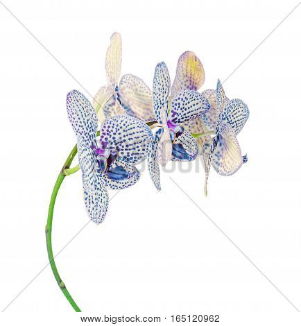 Colored Branch Orchid Flowers With Buds, Orchidaceae, Phalaenopsis