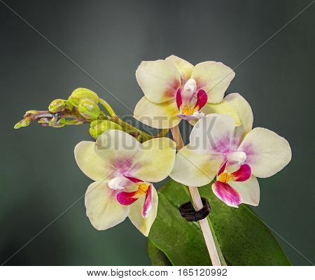 Colored Branch Orchid Flowers With Buds, Orchidaceae, Phalaenopsis