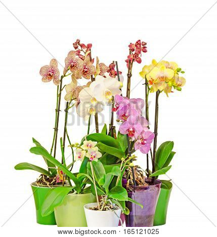 Colored Branch Orchid Flowers With Buds, Orchidaceae, Phalaenopsis