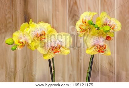 Colored Branch Orchid Flowers With Buds, Orchidaceae, Phalaenopsis