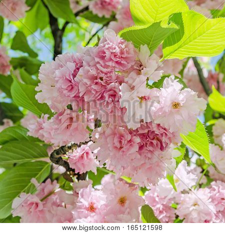 Pink Tree Flowers Of Prunus Serrulata Kanzan, Branch Flowers, Japanese Cherry, Floral Background, Cl