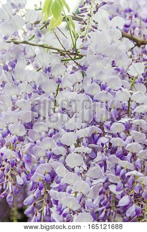 Mauve Wisteria Sinensis (chinese Wisteria), Glicina Tree Flowers, Close Up.