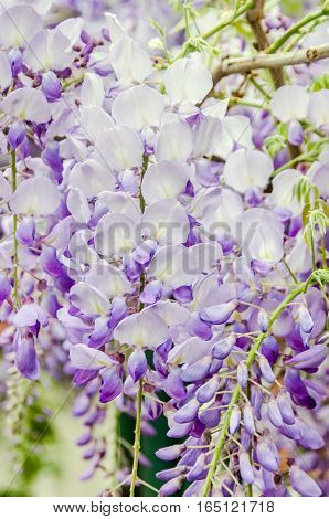 Mauve Wisteria Sinensis (chinese Wisteria), Glicina Tree Flowers, Close Up.