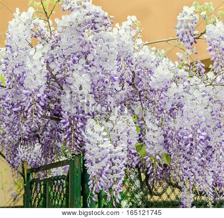 Mauve Wisteria Sinensis (chinese Wisteria), Glicina Tree Flowers, Close Up.
