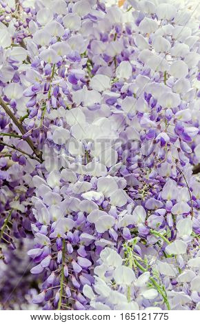 Mauve Wisteria Sinensis (chinese Wisteria), Glicina Tree Flowers, Close Up.